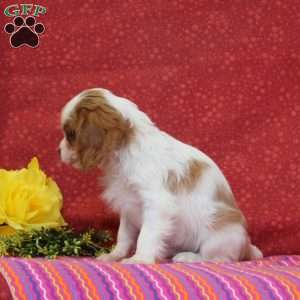 Vanilla, Cavalier King Charles Spaniel Puppy